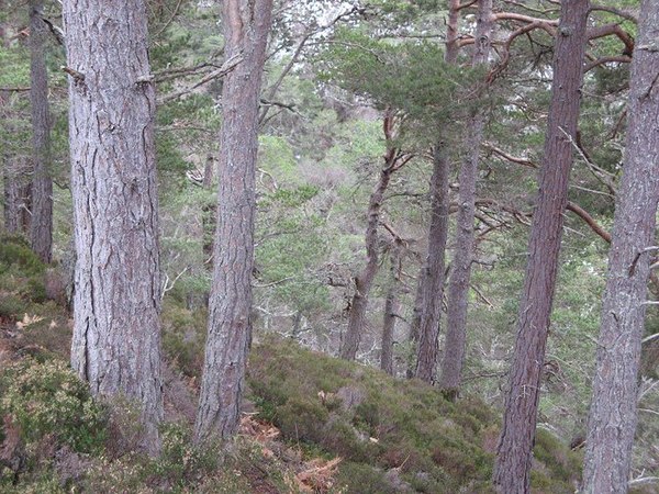 Caledonian Forest above the Allt Ruadh in Glen Feshie