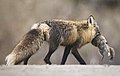 Een vos (Vulpes vulpes) met een buitgemaakte arctische grondeekhoorn.