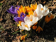 Frühlingsblumen Krokus.jpg