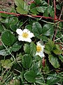 Fragaria chiloensis