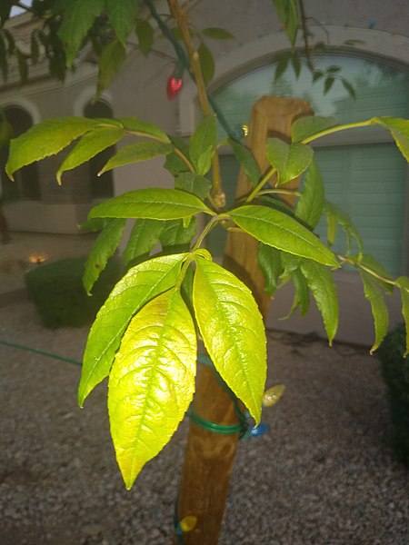 File:Fraxinus excelsior by Prahlad balaji.jpg