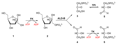 1. Fructose, 2. Fructose-1-phospate, 3. dihydroxyacetone phosphate, 4. glyceraldehyde, 5. glyceraldehyde-3-phosphate