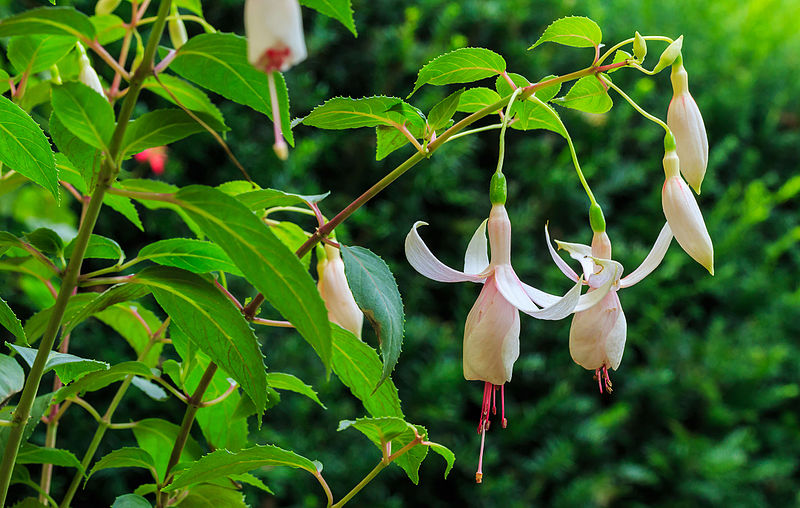 File:Fuchsia 'Aloys Hetterscheid' 01.jpg