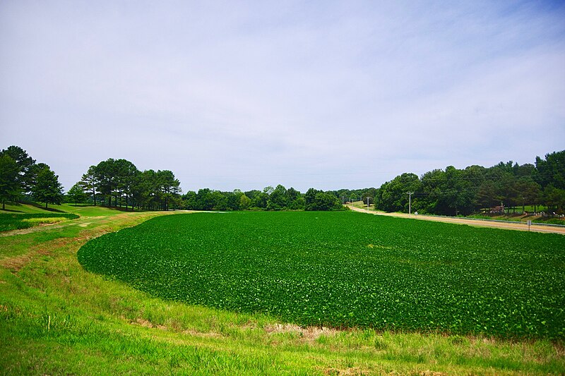 File:Gadsden-farm-field-tn.jpg