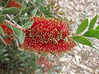 Melaleuca polandii