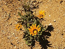 Gazania heterochaeta.jpg