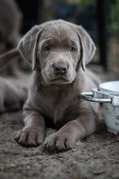 File:Gazing grey labrador puppy.jpg