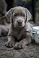 Kleiner silberfarbener Labrador