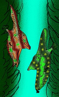 Gebrayelichthyidae Extinct family of fishes