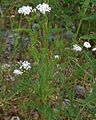 Achillea millefolium, or western yarrow