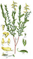 Genista germanica vol. 9 - plate 27 in: Jacob Sturm: Deutschlands Flora in Abbildungen (1796) (detail)