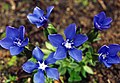 Gentiana verna