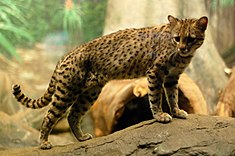 Chat de Geoffroy ou Leopardus geoffroyi