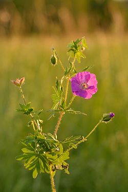 Geranium sanguineum - verev kurereha.jpg