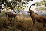 Thumbnail for Giant sable antelope