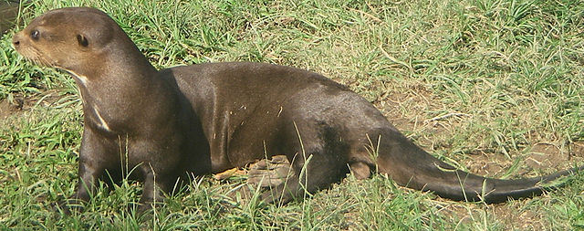 Nutria gigante de río - Pteronura brasiliensis
