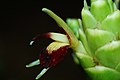 Ginger flower overview