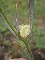 Gladiolus italicus unripe fruit