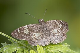 Xenophanes tryxus (Glassy-winged skipper) dorsal