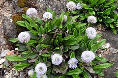 Globularia nudicaulis1.jpg