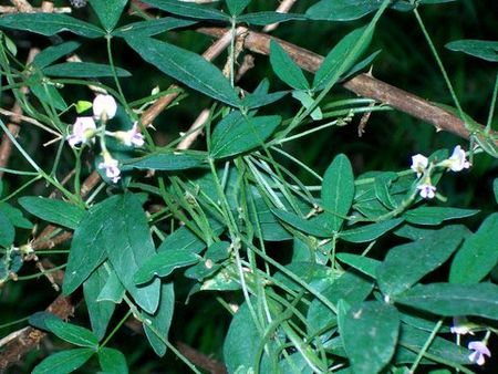 Glycine tabacina