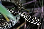 Thumbnail for File:Golden Tree Snake (Chrysopelea ornata ornatissima) (7796643322).jpg