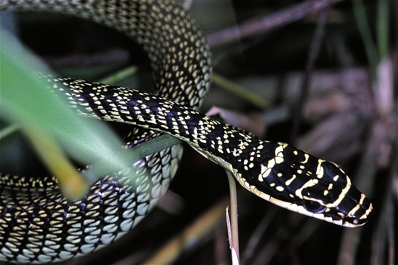 File:Golden Tree Snake (Chrysopelea ornata ornatissima) (7796643322).jpg