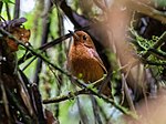 Thumbnail for Oxapampa antpitta