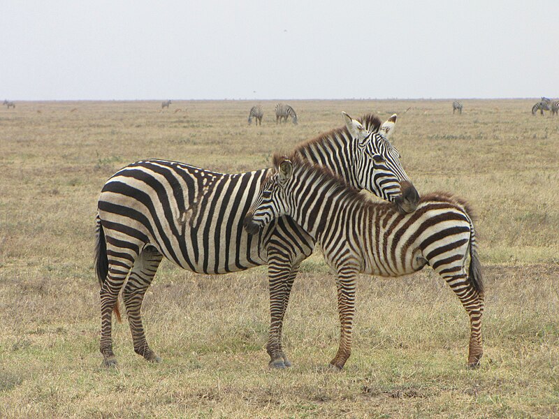 Odpoczywające zebry Granta, Serengeti