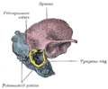 Figure 7 : Temporal bone at birth. Outer aspect.