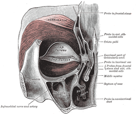 Musculus orbicularis oculi