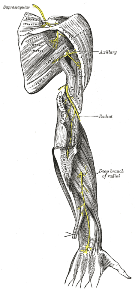 العصب فوق الكتف، والعصب الإبطي، والعصب الكعبري. (العصب الإبطي موسوم في أعلى اليمين)