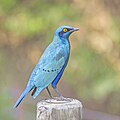* Nomeação Greater blue-eared starling (Lamprotornis chalybaeus nordmanni) --Charlesjsharp 09:26, 25 May 2024 (UTC) * Promoção  Support Good quality. --Poco a poco 15:39, 25 May 2024 (UTC)
