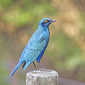 Greater blue-eared starling (Lamprotornis chalybaeus nordmanni)