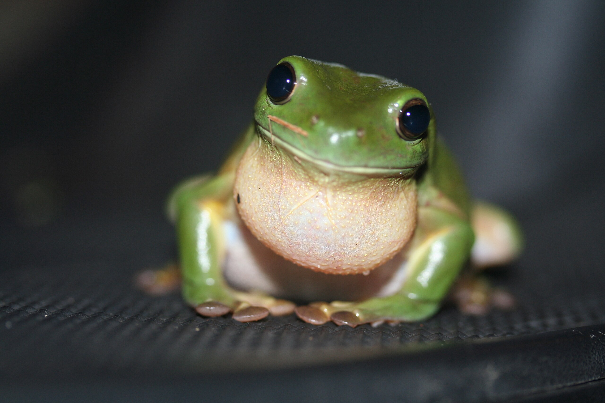 File:Green Tree Frog (Litoria caerulea).jpg - Wikimedia Commons