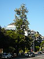 Català: Grevillea robusta. Via Augusta / c. Ganduxer. Sarrià-Sant Gervasi (Barcelona). ca:Grevillea robusta. This is a a photo of a protected or outstanding tree in Catalonia, Spain, with id: MA-080193/0076-05-94 Object location 41° 23′ 52.32″ N, 2° 08′ 05.77″ E  View all coordinates using: OpenStreetMap