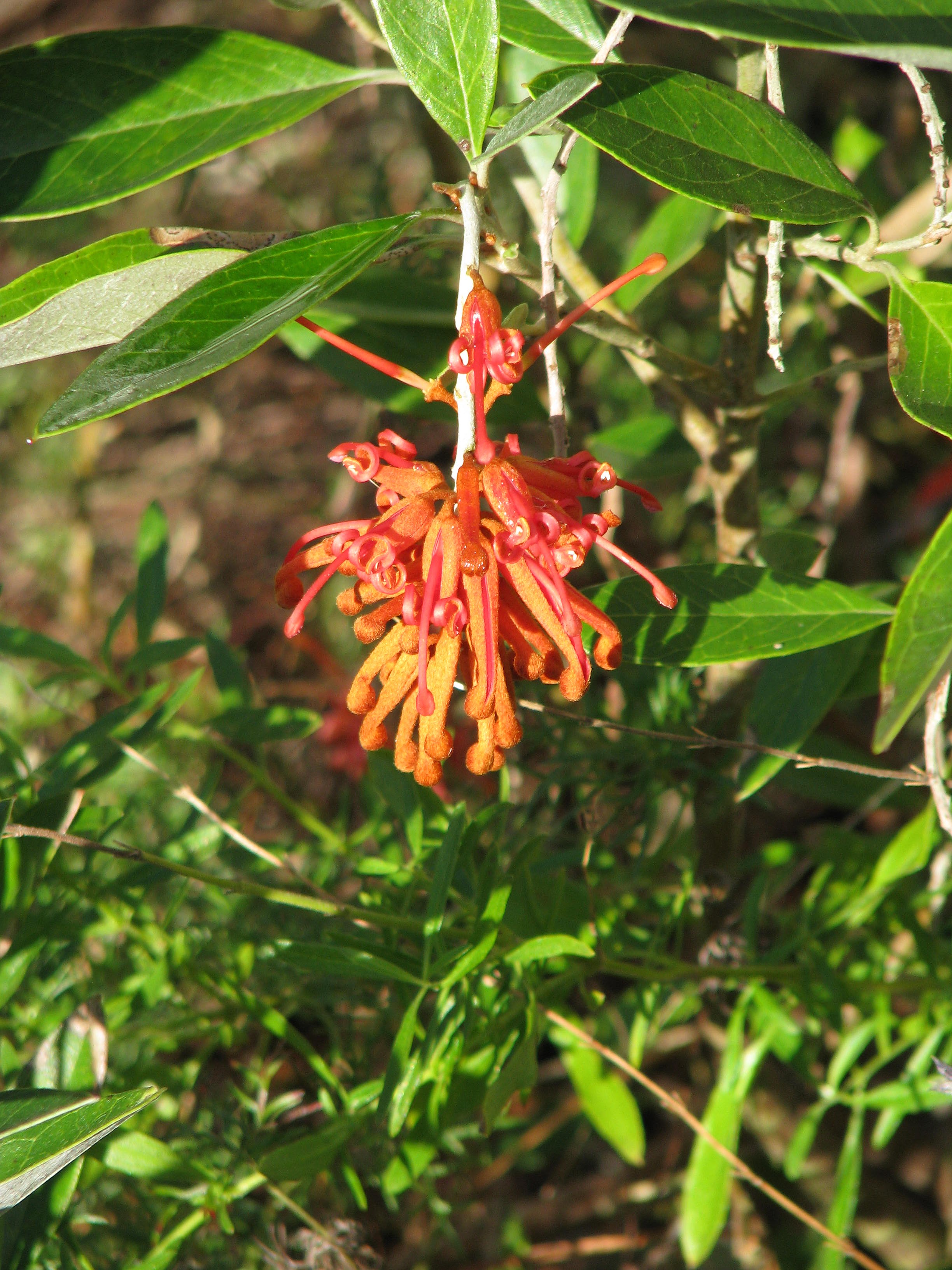 Grevillea victoriae (11006824075).jpg