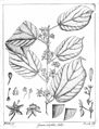 Grewia tiliaefolia