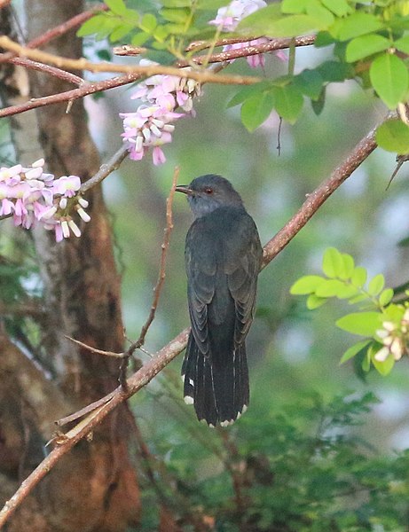 File:Grey-bellied Cuckoo(Cacomantis passerinus).jpg
