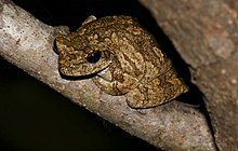 Color change of the grey foam-nest tree frog from chalky white to dark brown to adapt to temperature changes. Grey Foam-nest Treefrog (Chiromantis xerampelina) (16493268352).jpg