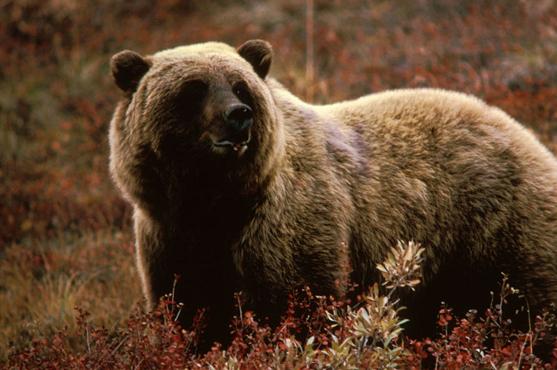 Datoteka:Grizzlybear55.jpg