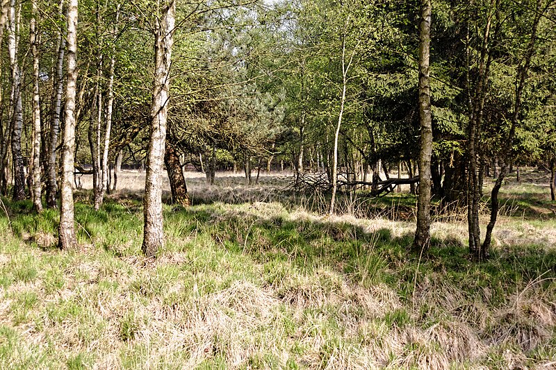 File:Großenaspe Wald nahe Halloher Moor 1.jpg