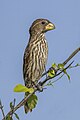 * Nomination Grosbeak weaver (Amblyospiza albifrons) female --Charlesjsharp 08:37, 15 July 2024 (UTC) * Promotion  Support Good quality. --Ermell 10:32, 15 July 2024 (UTC)