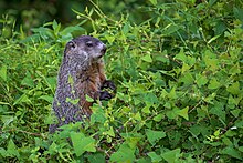 Groundhogs stand on their hind legs to watch for predators.
