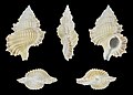 * Nomination Shell of a Cymatiid, Gyrineum bozzettii --Llez 05:26, 9 September 2021 (UTC) * Promotion  Support Good quality. --Ermell 07:04, 9 September 2021 (UTC)