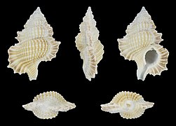 Gyrineum bozzettii, shell