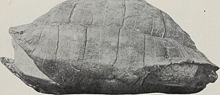 <i>Hadrianus</i> (genus) Extinct genus of tortoise