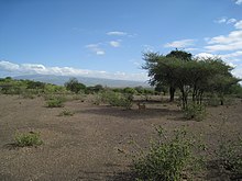 Serengeti hunting grounds in Hadzaland. Hadzabe areal.jpg