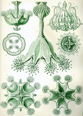 Haeckel Stauromedusae.jpg