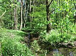 Naturschutzgebiet Henkhauser- und Hasselbachtal